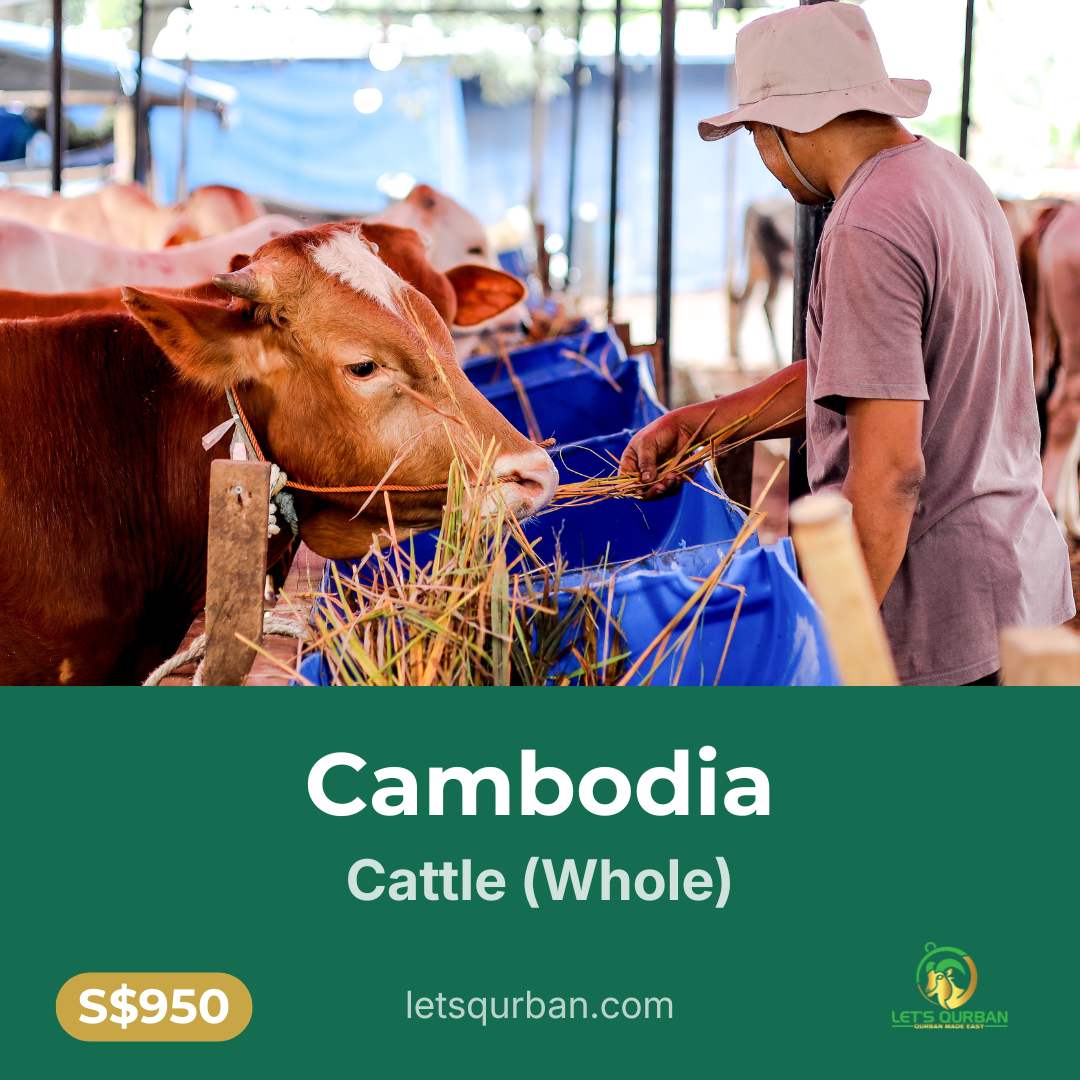 Cambodia Cattle Qurban — Whole
