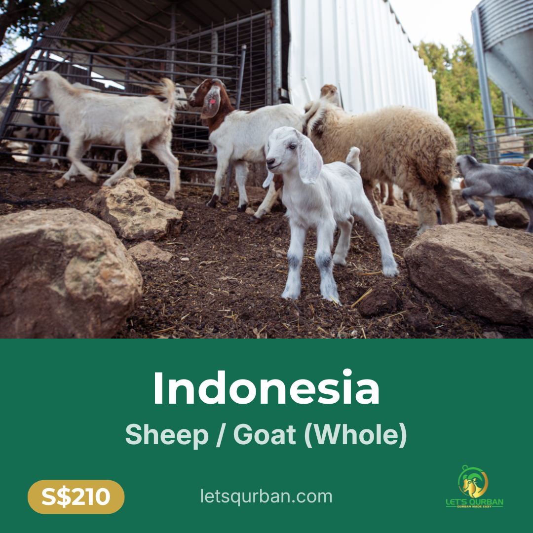 Indonesia Sheep / Goat Qurban