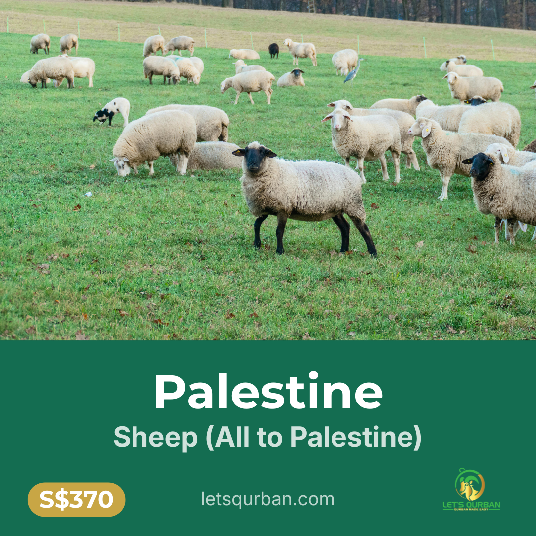 Palestine Sheep Qurban — All Meat To Palestine