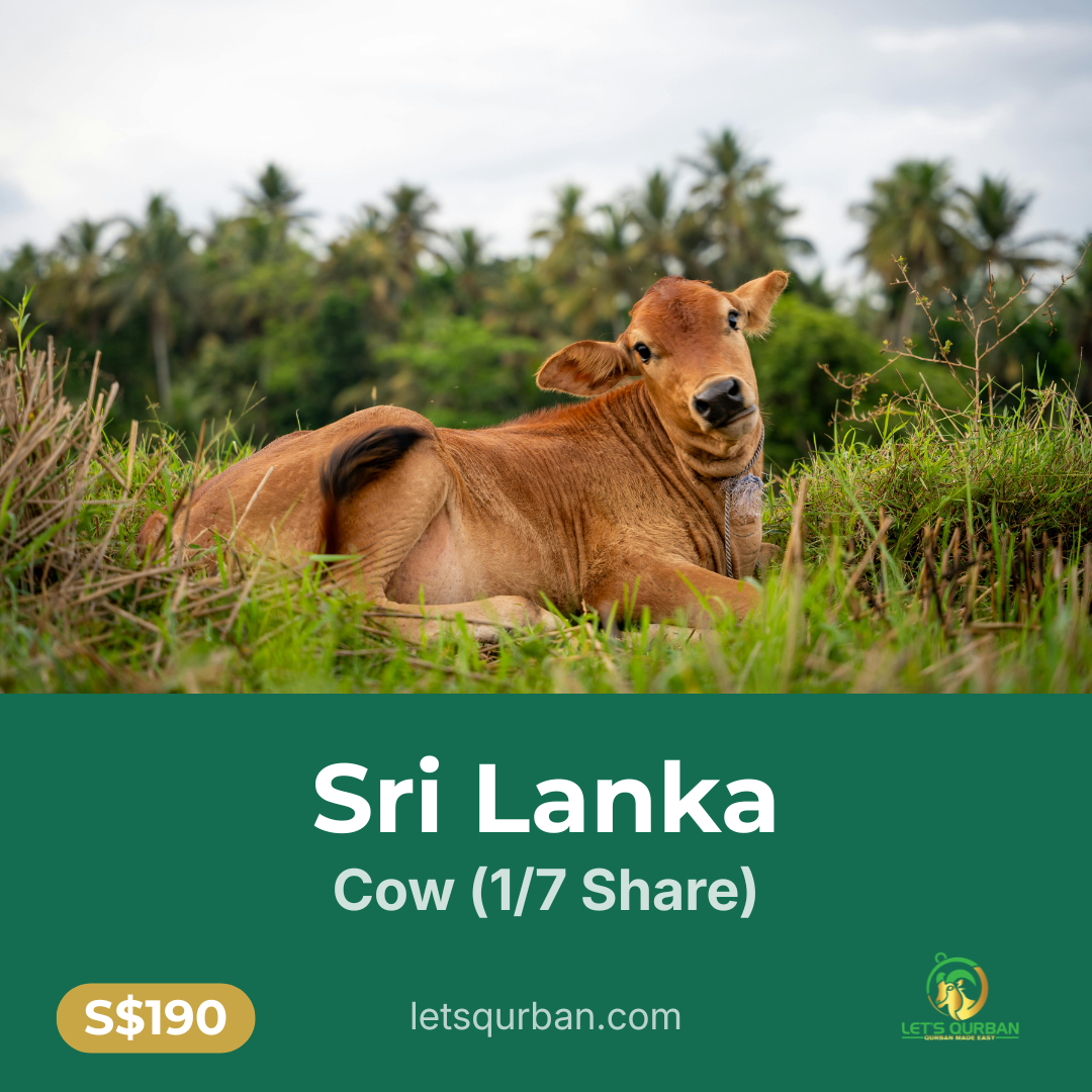 Sri Lanka Cow Qurban — 1/7 Share