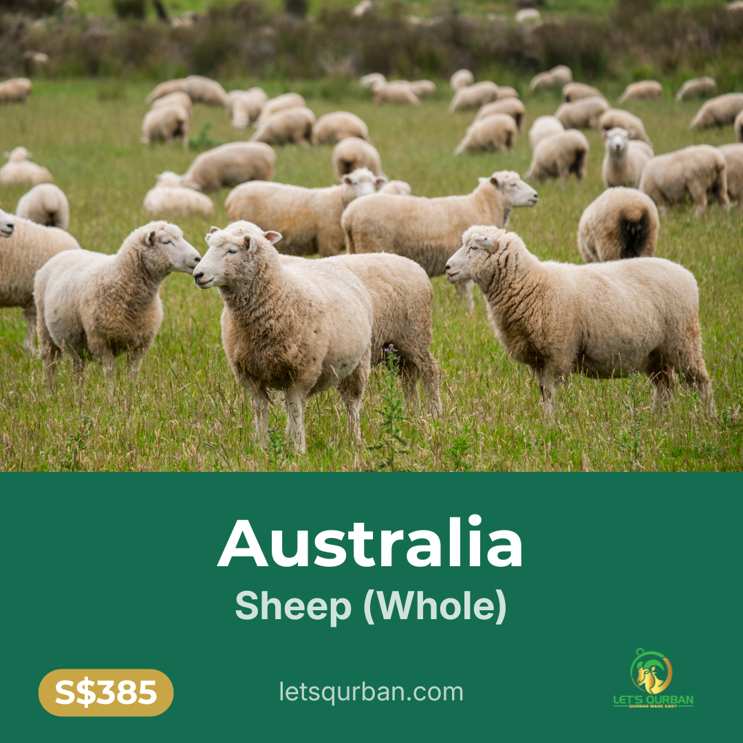 Australia Sheep Qurban — Inclusive of Delivery