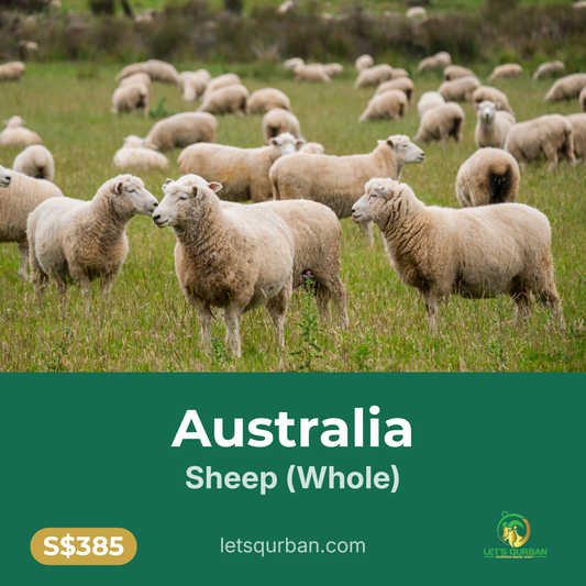 Australia Sheep Qurban — Inclusive of Delivery
