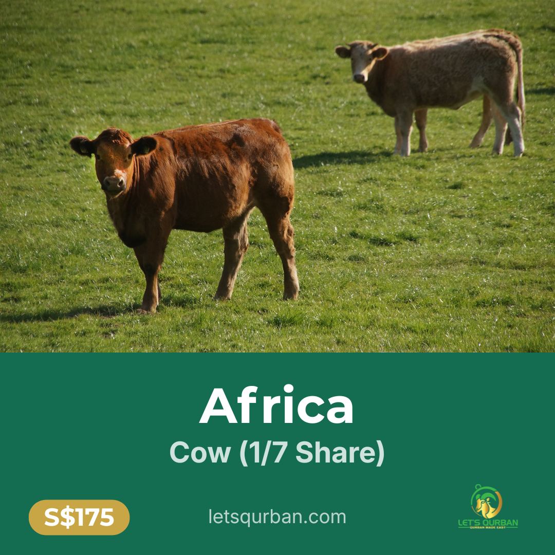 Africa Cow Qurban — 1/7 Share