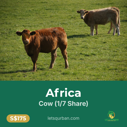 Africa Cow Qurban — 1/7 Share