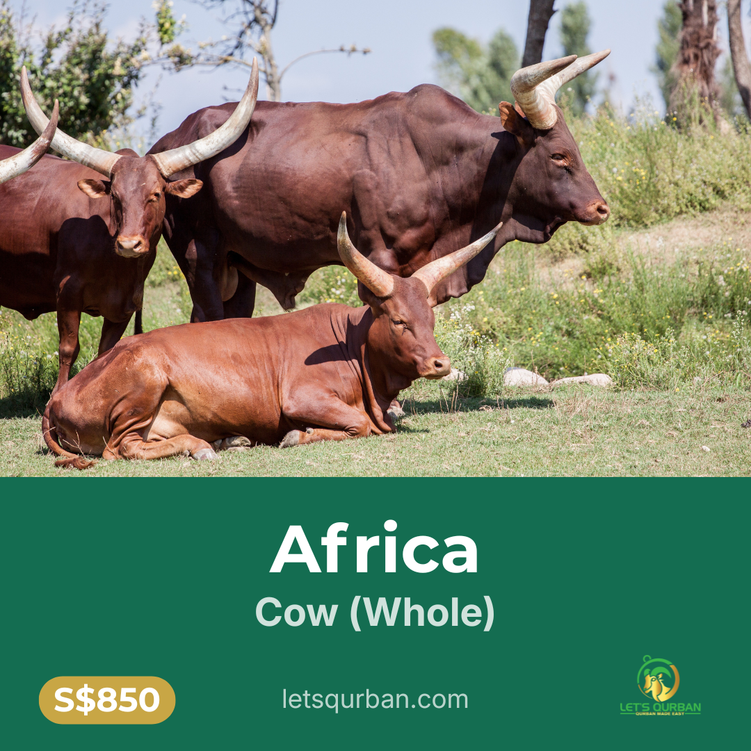 Africa Cow Qurban — Whole