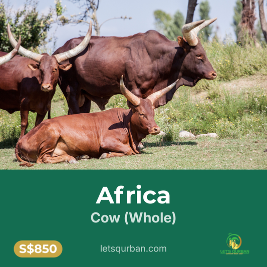 Africa Cow Qurban — Whole