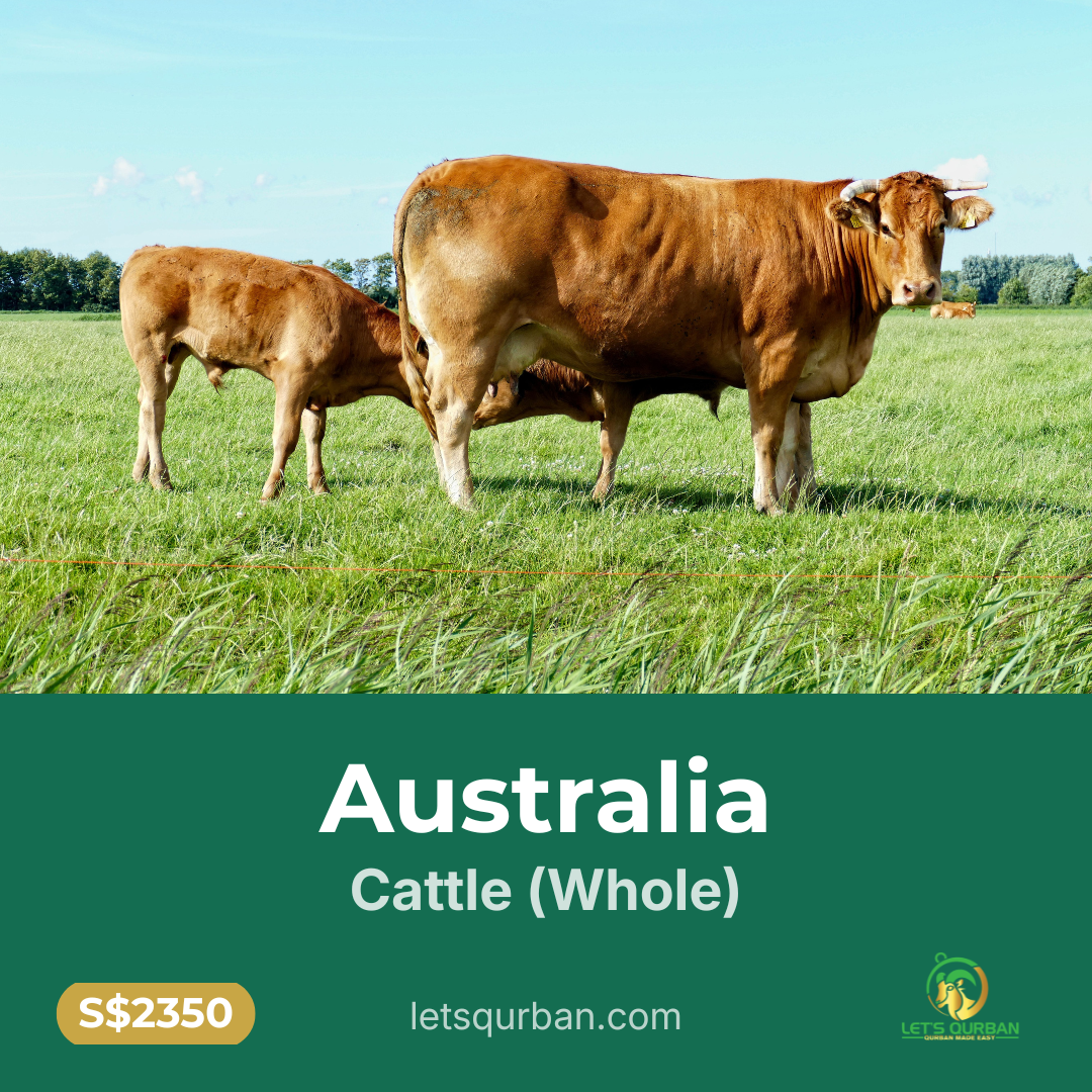 Australia Cattle Qurban — Whole (Inclusive of Delivery)
