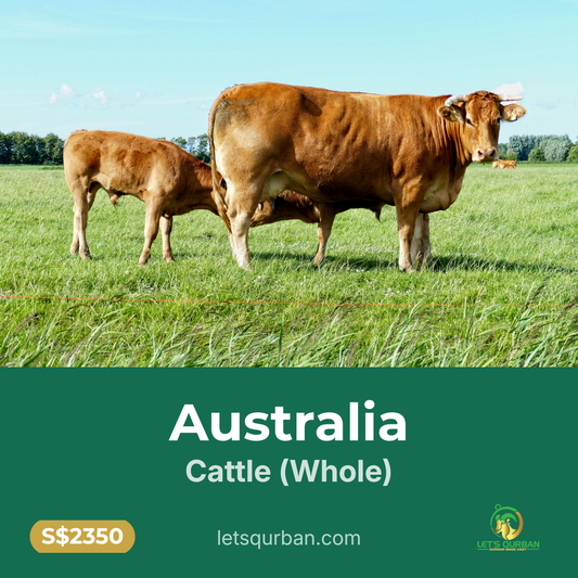 Australia Cattle Qurban — Whole (Inclusive of Delivery)