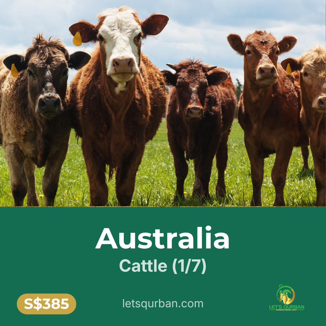 Australia Cattle Qurban — 1/7 Share (Inclusive of Delivery)