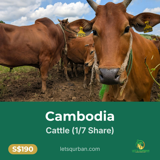 Cambodia Cattle Qurban — 1/7 Share