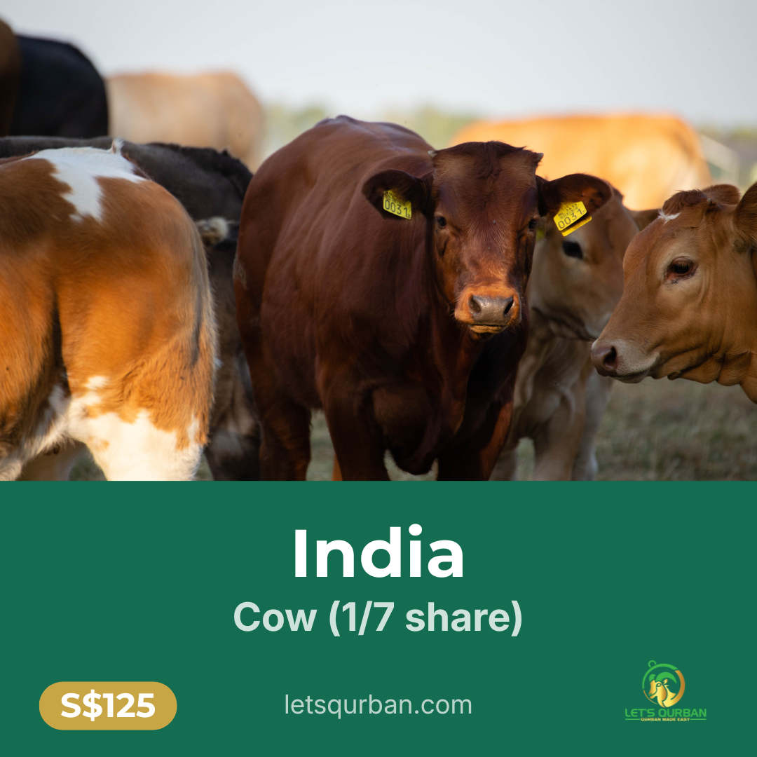 India Cow Qurban — 1/7 Share