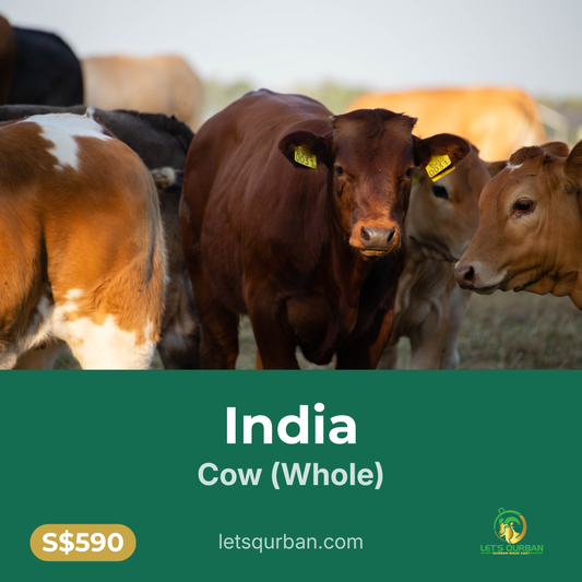 India Cow Qurban — Whole