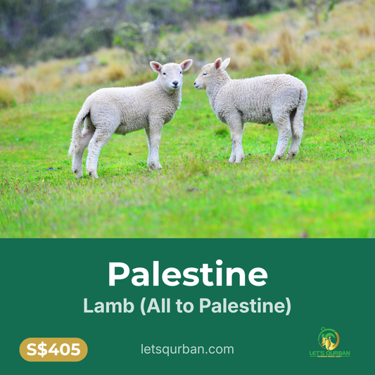 Palestine Lamb Qurban — All Delivered To Palestine