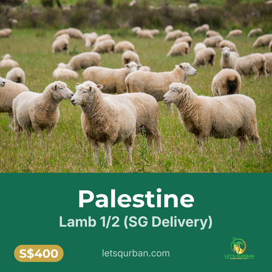 Palestine Lamb Qurban — 1/2 (Delivered to Singapore) & 1/2 (Delivered to Palestine)