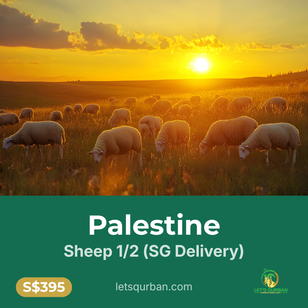 Palestine Sheep Qurban — 1/2 (Delivered to Singapore) & 1/2 (Delivered to Palestine)