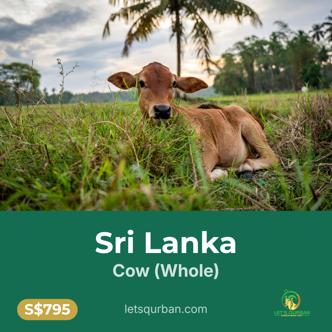 Sri Lanka Cow Qurban — Whole